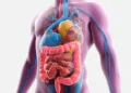 digestive-system-facts
