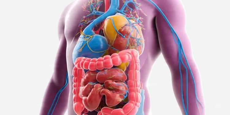 digestive-system-facts